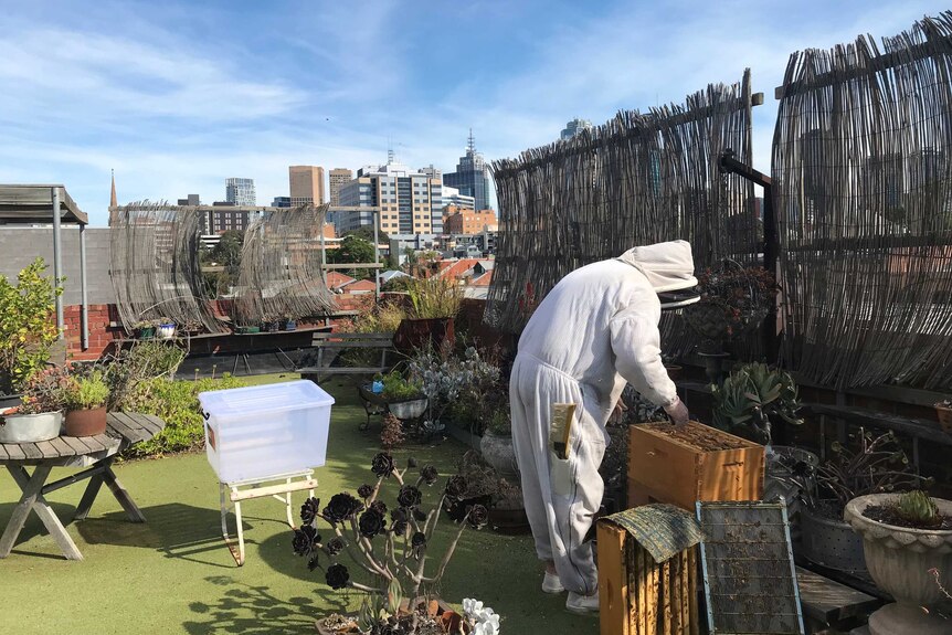 A man in a beekeeping suit attending to a rooftop beehive overlooking a cityscape.