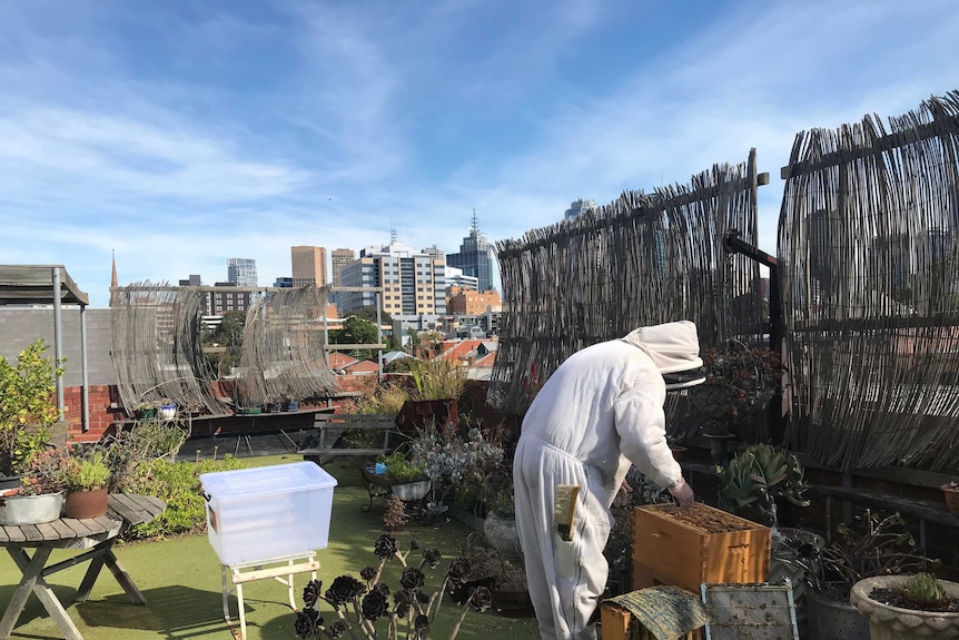 A Fitzroy beehive in Melbourne