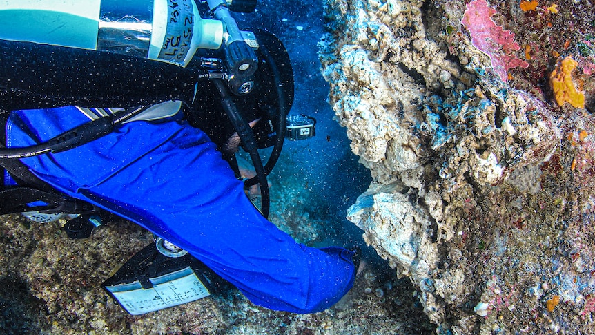 A diver dressed in a blue suit and wearing an oxygen tank looks through coral and rocks.