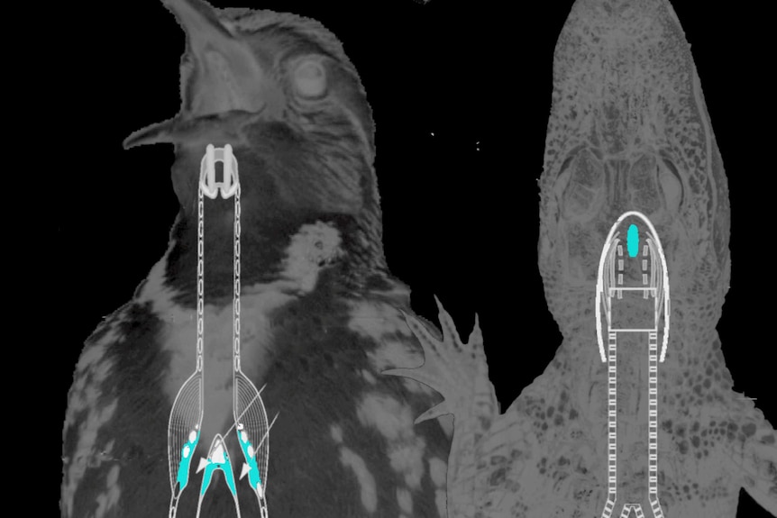 Diagram showing location of syrnix in a bird and larnyx in a crocodile