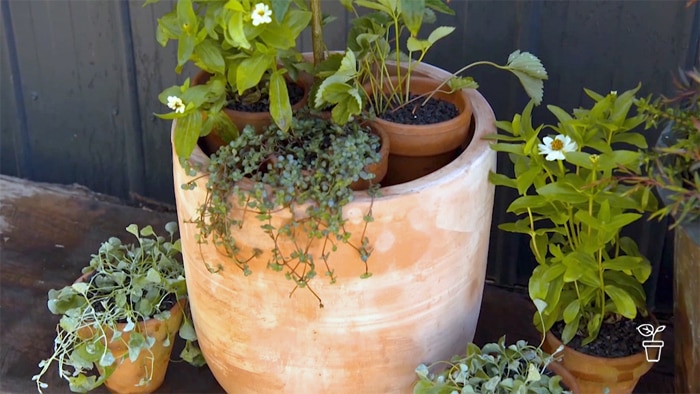 Large pots filled with assortment of pot plants in smaller pots