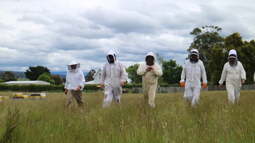 five people in beekeeping suits walk through a paddock of tall grass
