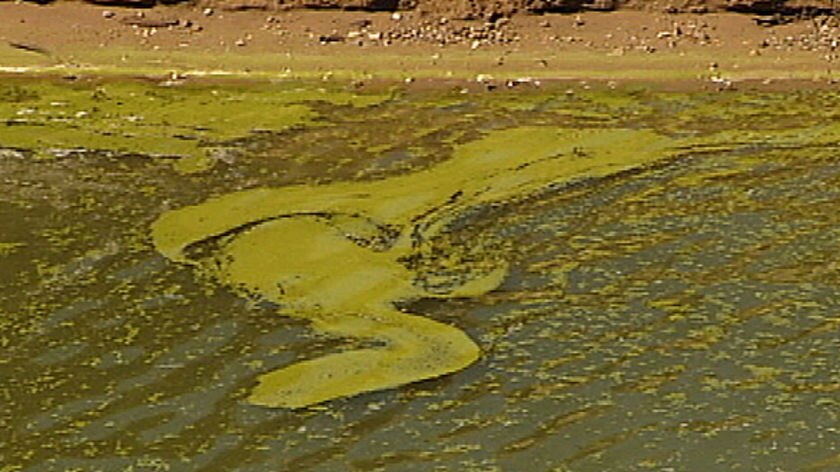 Algae stretches along the Murray River