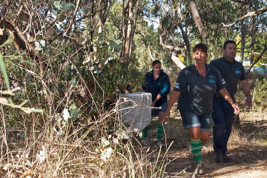 AMWRRO volunteers prepare to release Jeremy.