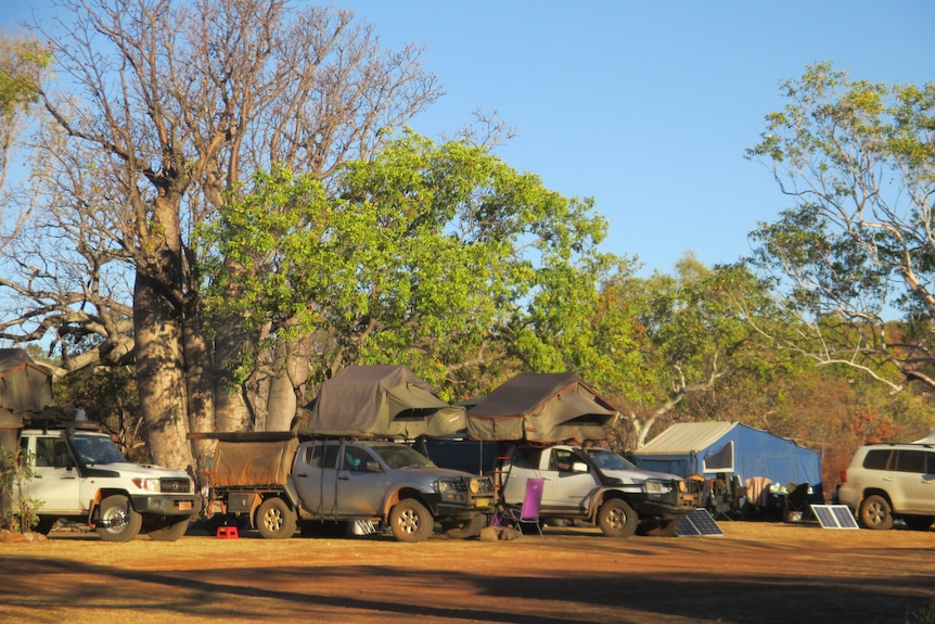 A row of campervans lined up under a blue sky and big boab trees 