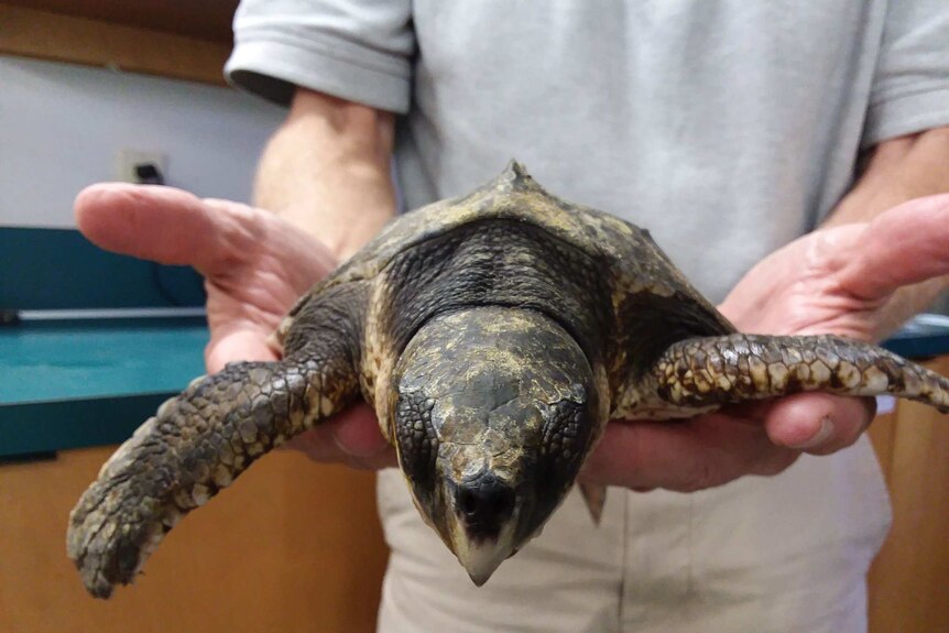 A close-up of a turtle being held in the hands of a person wearing khaki-coloured clothing.