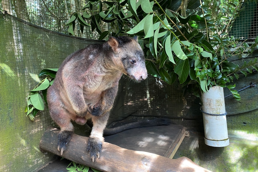 tree kangaroo standing on a log