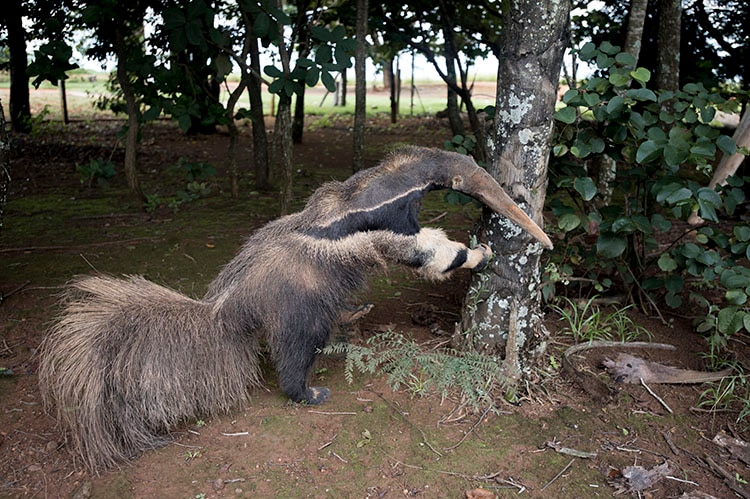 A photograph of a taxidermy anteater, provided by anonymous third-party sources.