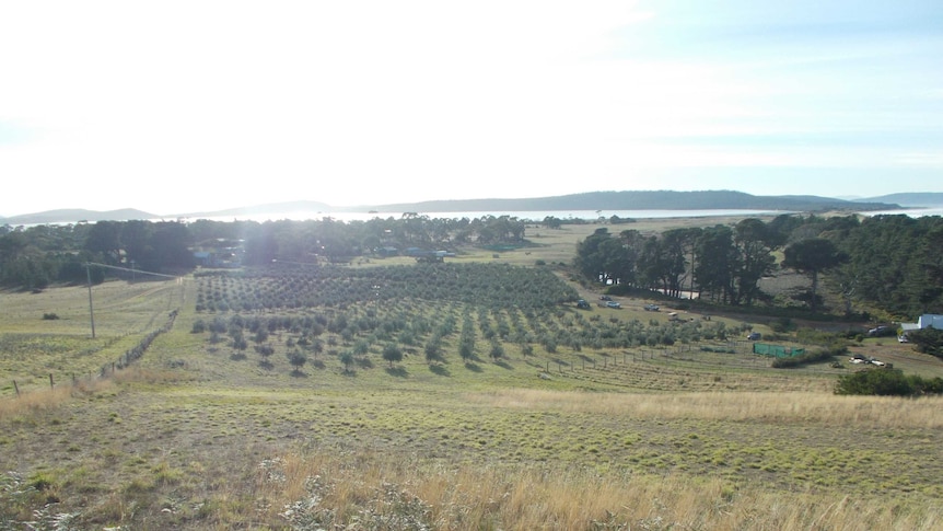 Lauriston Olive Grove at South Arm