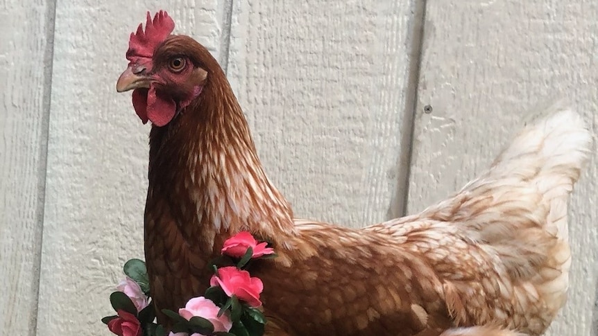 A brown hen with a flower wreath across her chest. 