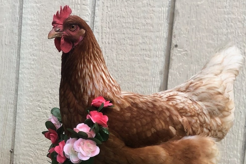 A brown hen with a flower wreath across her chest. 