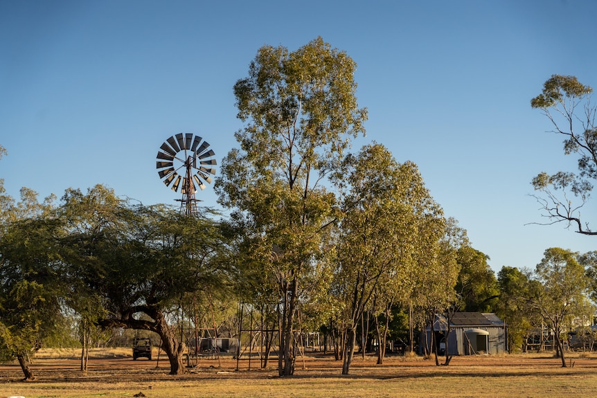 A windmill stands amongst trees.