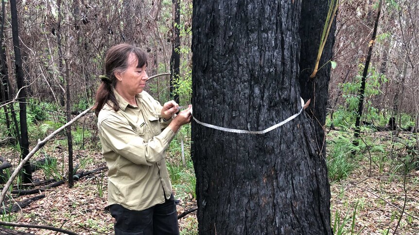 Ecology team measure burnt tree trunks as part of their field work