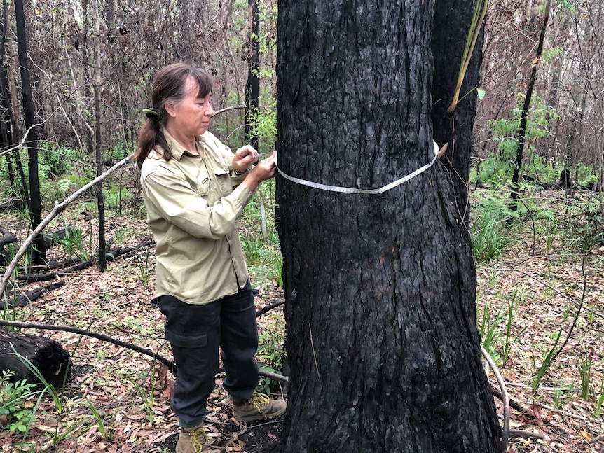Ecology team measure burnt tree trunks as part of their field work