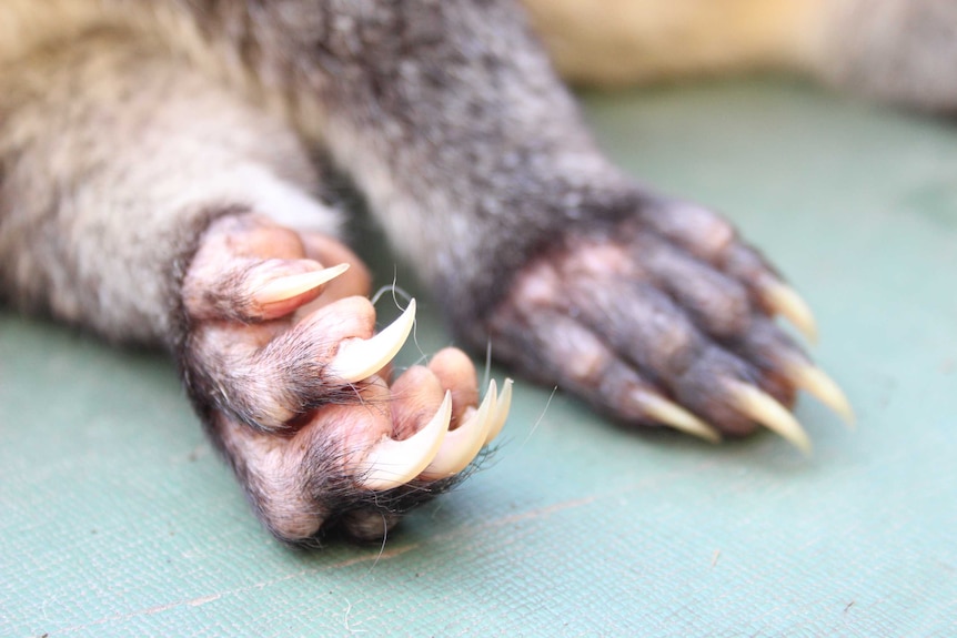 Possum Paws