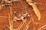 Brown frog sitting on brown wet leaves in a puddle.