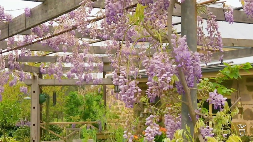 Wisteria plant growing on an outdoor pergola.