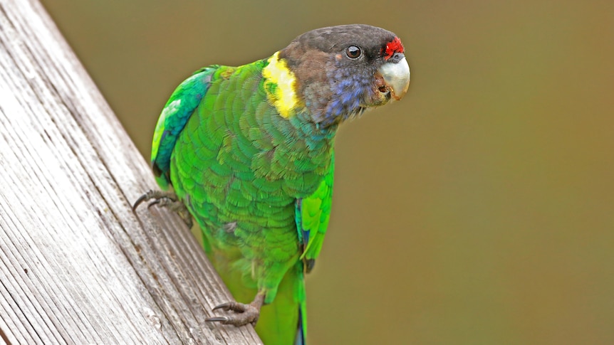 A photo of a parrot, green body, brown face, white beak, red spot on top.