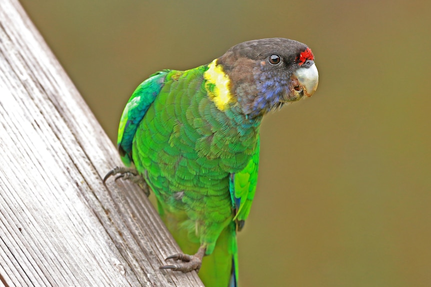 a colorful bird