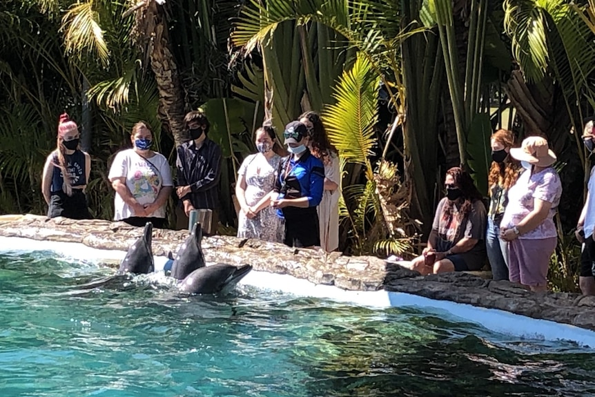 People look at dolphins in a human-made lagoon.
