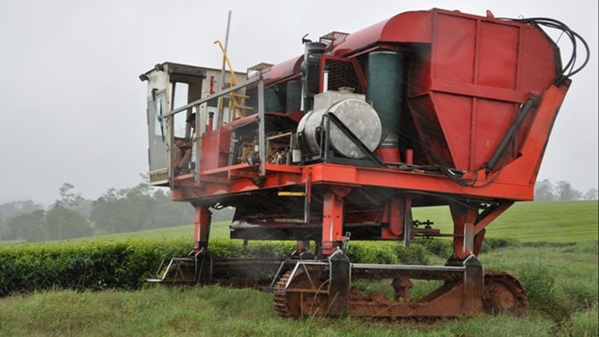 A large tea harvesting machine works on a crop of tea in a paddock.