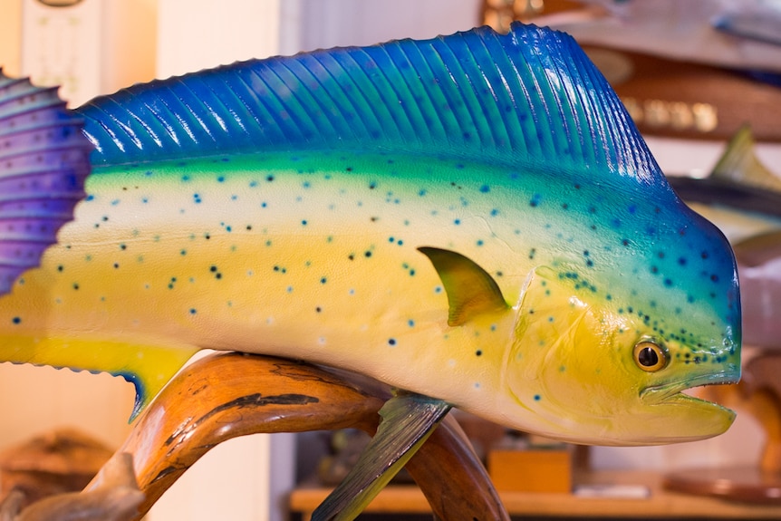 A fibreglass model of a mahi mahi, or Dolphin fish, created to look as though it is swimming through water.