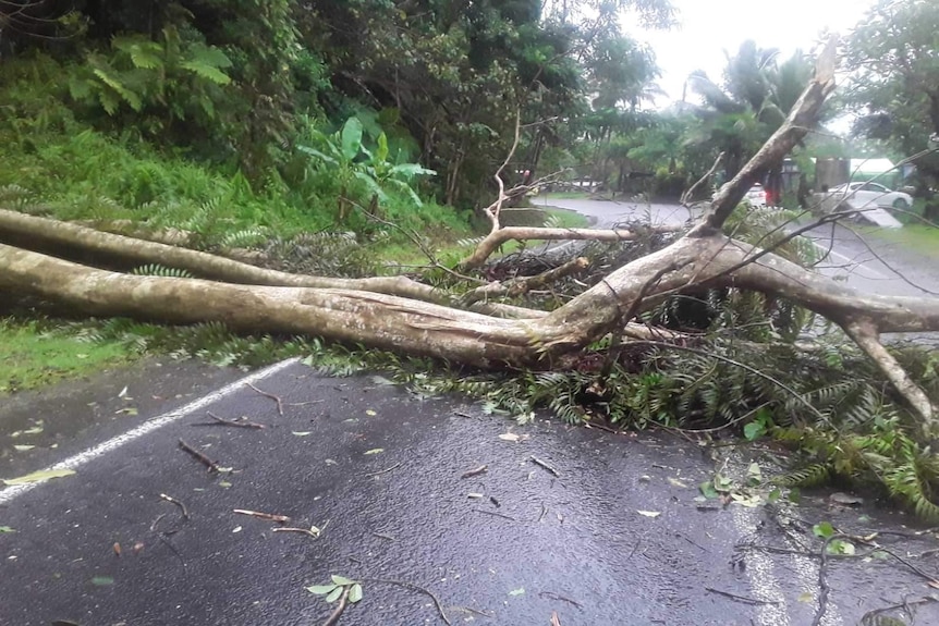 A large tree covers a road in Fiji with alongside dense fern scrub.