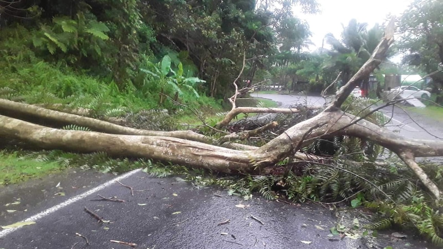 A large tree covers a road in Fiji with alongside dense fern scrub.