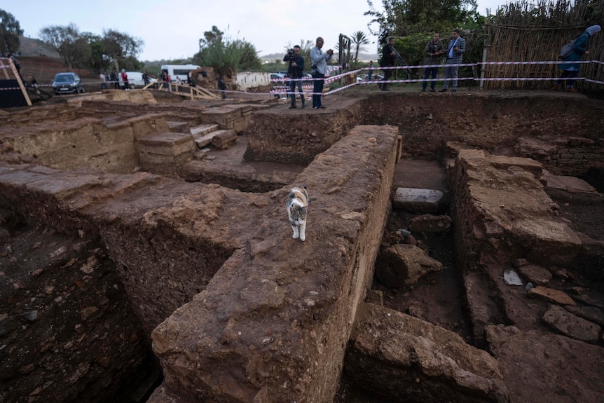 Un pequeño gato blanco y negro parado en medio de un sitio de excavación en tierra marrón