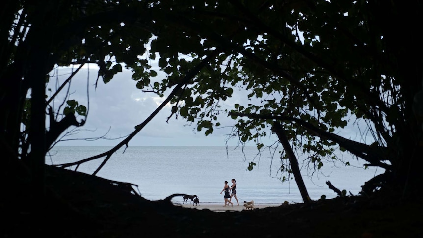 A photo of two people walking their dogs on the beach, visible through greenery.