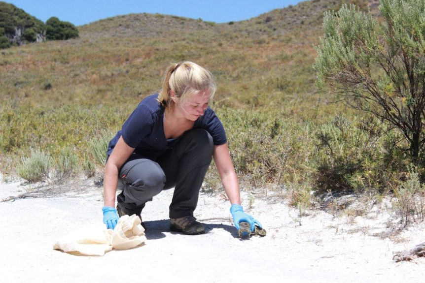 A woman crouches down on the sandy ground picking up a bobtail lizard.
