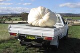 A giant pumpkin on the back of a ute