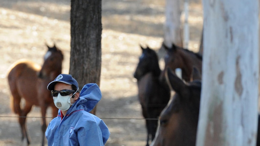 Health officials tend to a horse