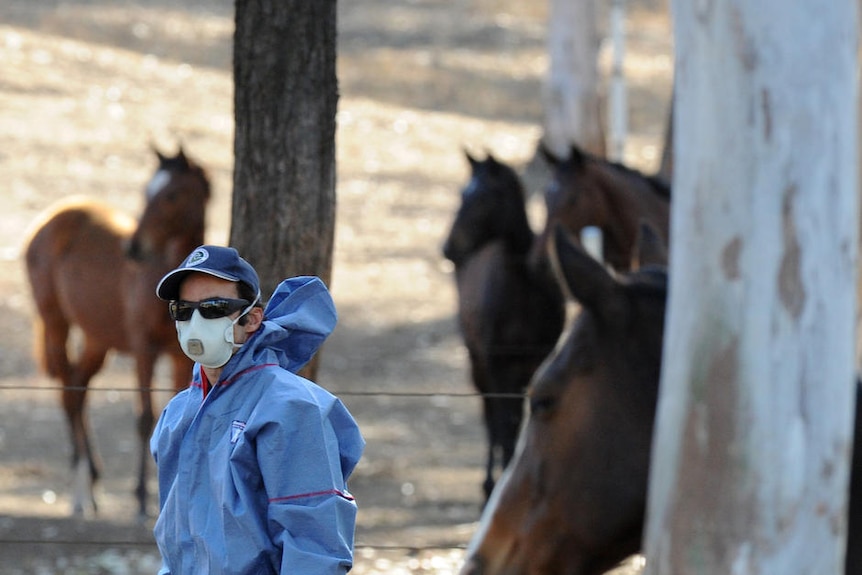 Health officials tend to a horse