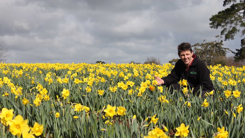 Nick Blyth with daffodils
