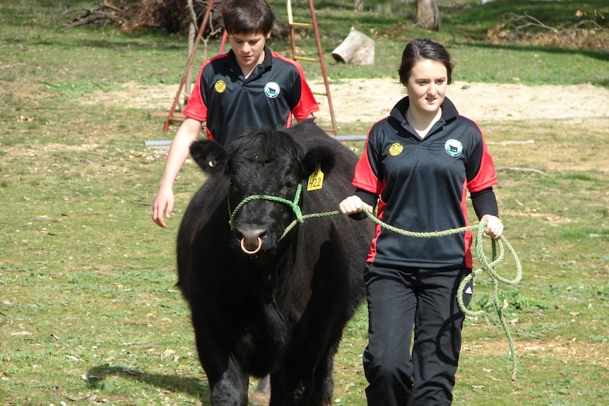 Leading a steer