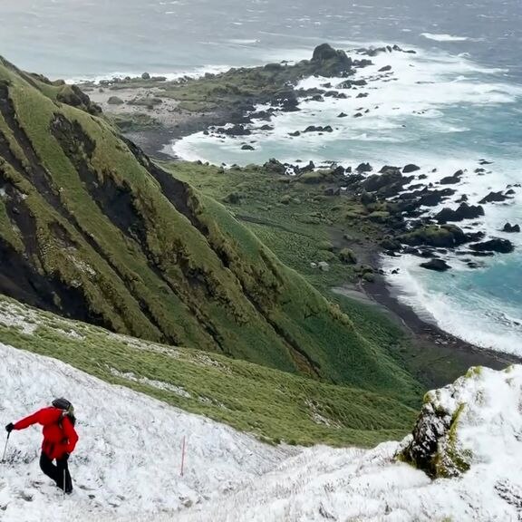 Macquarie Island recovers 10 years on from pest-eradication program