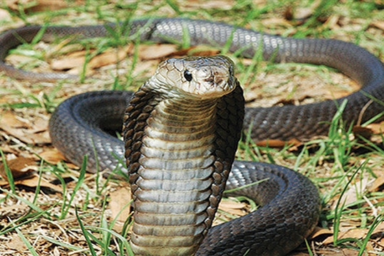 Ular King Cobra