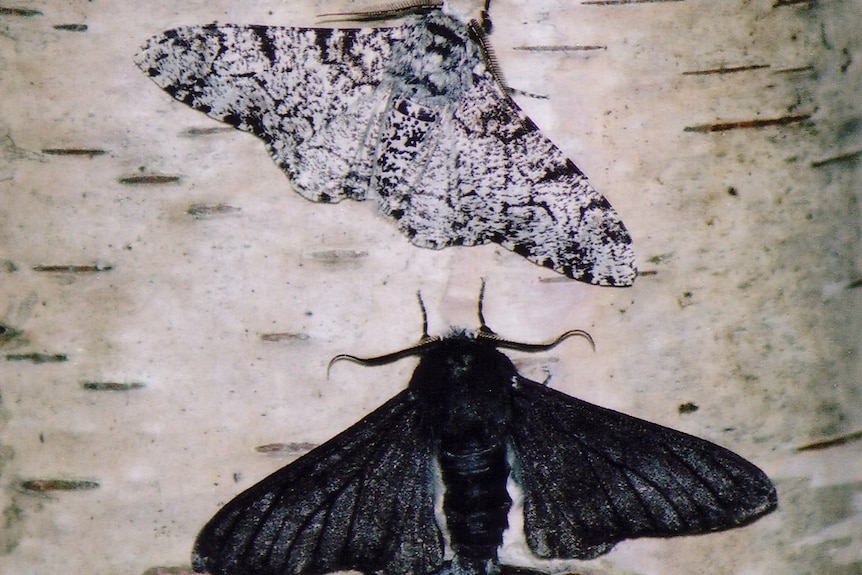 This picture shows the difference between light and dark peppered moths.