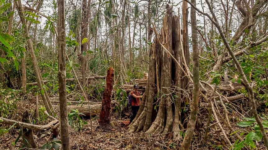 Scientist stands by huge broken tree stump in cyclone-damaged rainforest.