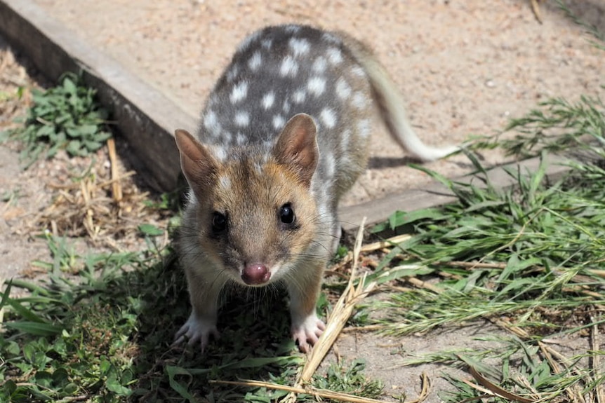 A young quoll on the ground. It has grey-brown fur, white spots and a long tail.