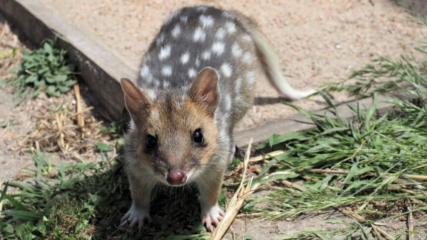 A young quoll on the ground. It has grey-brown fur, white spots and a long tail.