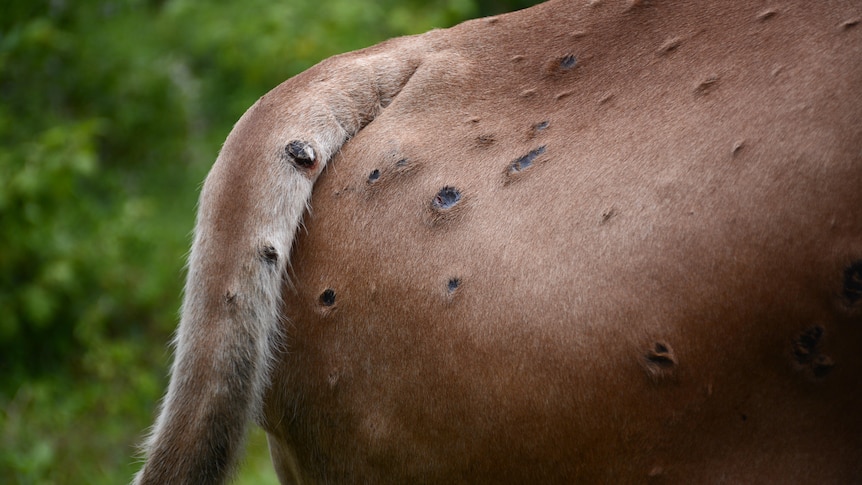 The rear of a cow with lesions on its skin.
