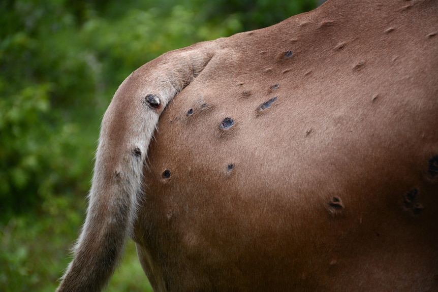 a rear of a cow with lesions on the skin.