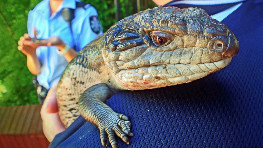 The lizards keep the police officers company on their lunch breaks.