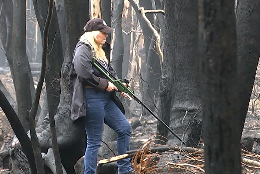 A woman walks through fire-blackened bushland carrying a dart gun.