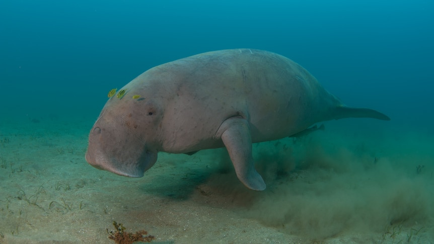 a dugong in water