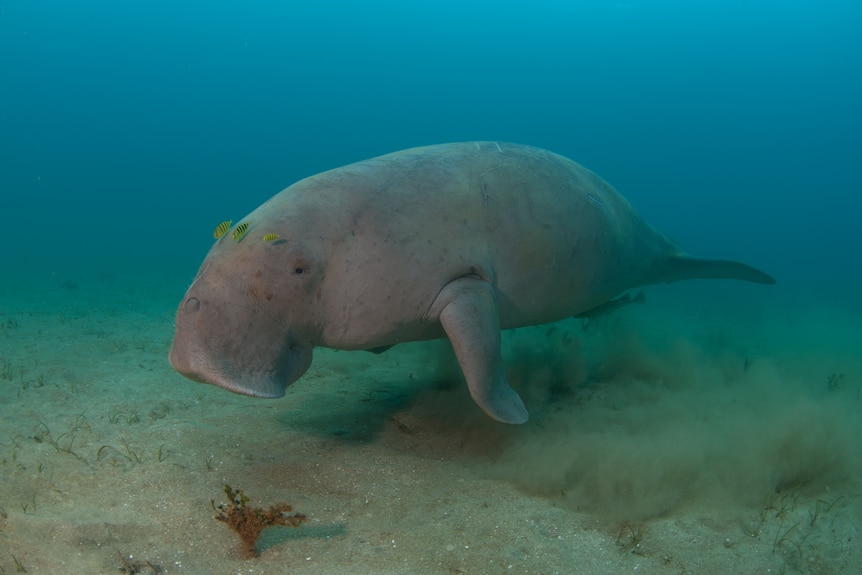 a dugong in water