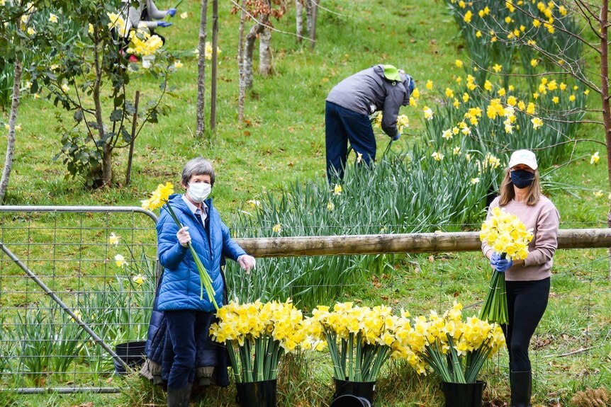 Women pick daffodils in a field.