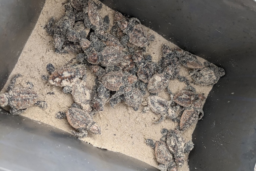 Dozens of baby turtles covered in sand inside a black box.